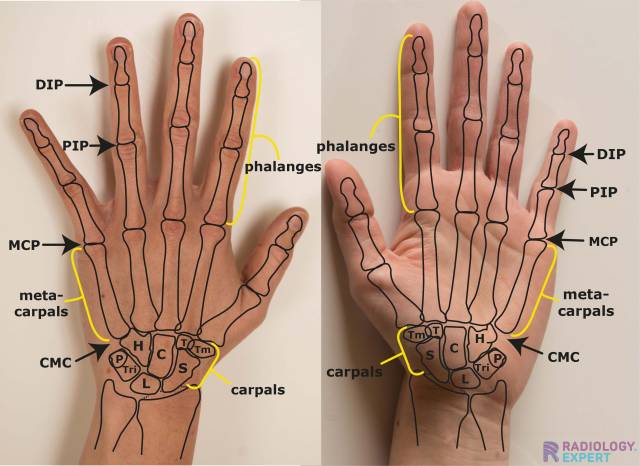 hand.jpg